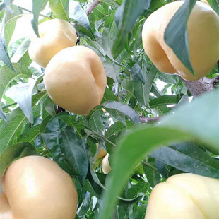 ��������Ҙ��� ë����� ����ֱ�N������b�Ҙ䌍����޽�����