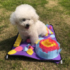 吉仔仔 Pets with biting slow food toys and dogs smelling cushions anti -food release energy corner training blanket