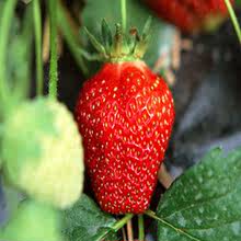 泰安苗木基地批发甜查理草莓苗大棚种植南方盆栽甜查理草莓苗价格