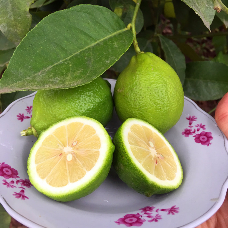 安岳青柠檬 尤力克二级果2斤包邮 新鲜水果 果园直发 招代理|ms