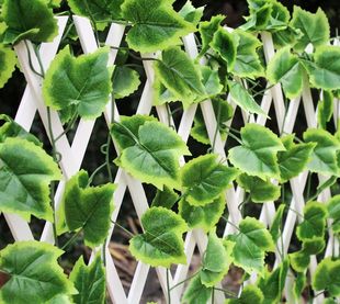 ���S����N���ٻ��ٗl�ٚ���~�L������~���{ů�����ړ��ưɽ���