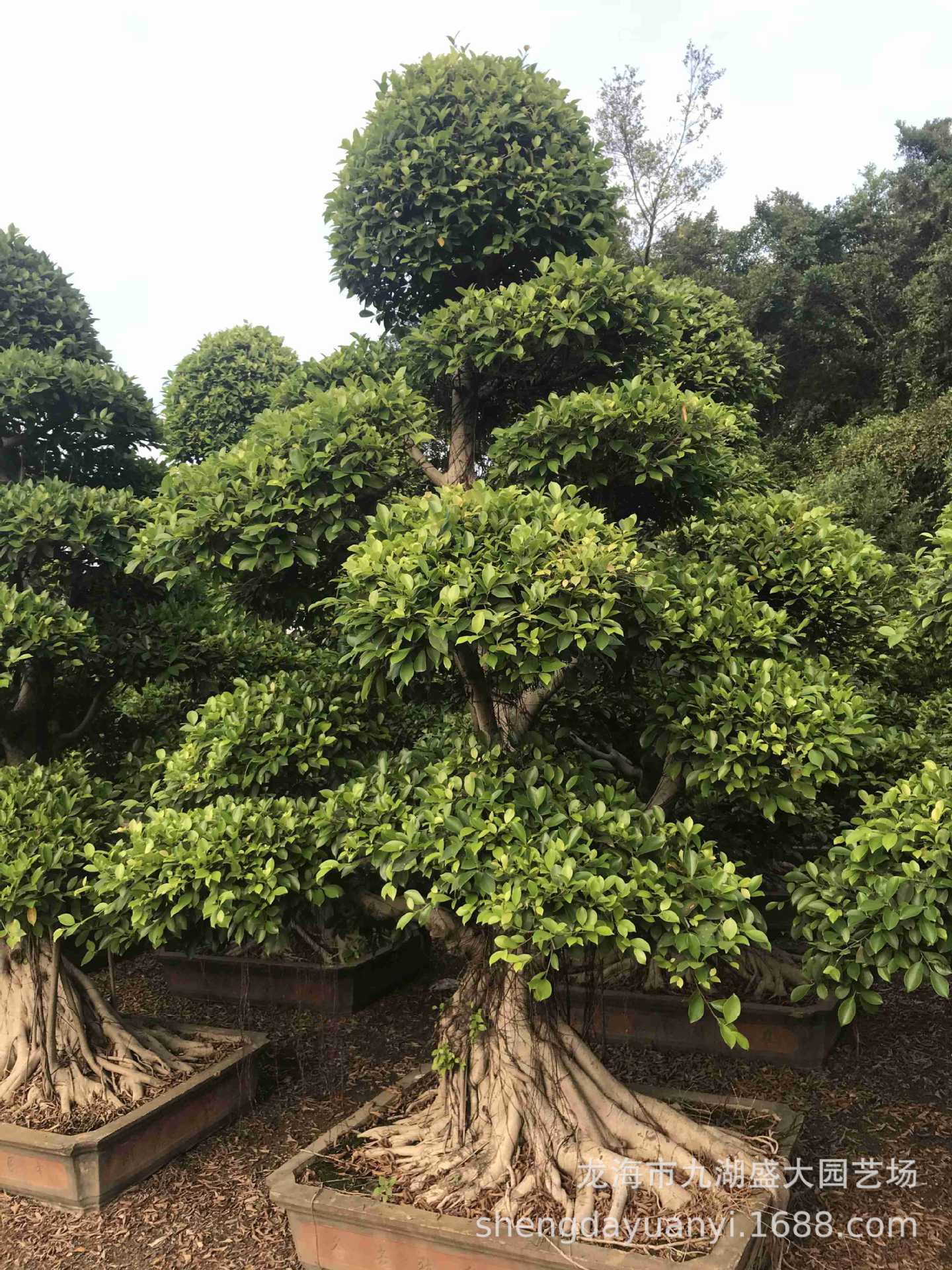 福建造型小叶榕细叶榕批发 贵州小叶榕桩头桩景价格 造型榕树盆景-阿里巴巴