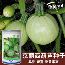 京麗西葫蘆種子圓型球型西葫蘆籽蔬菜種子批發菜種菜籽種子公司