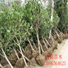 Base direct -selling osmanthus sapling various specifications of osmanthus seedlings provides four seasons of long -seasons, four seasons, evergreen agarwood cinnamon