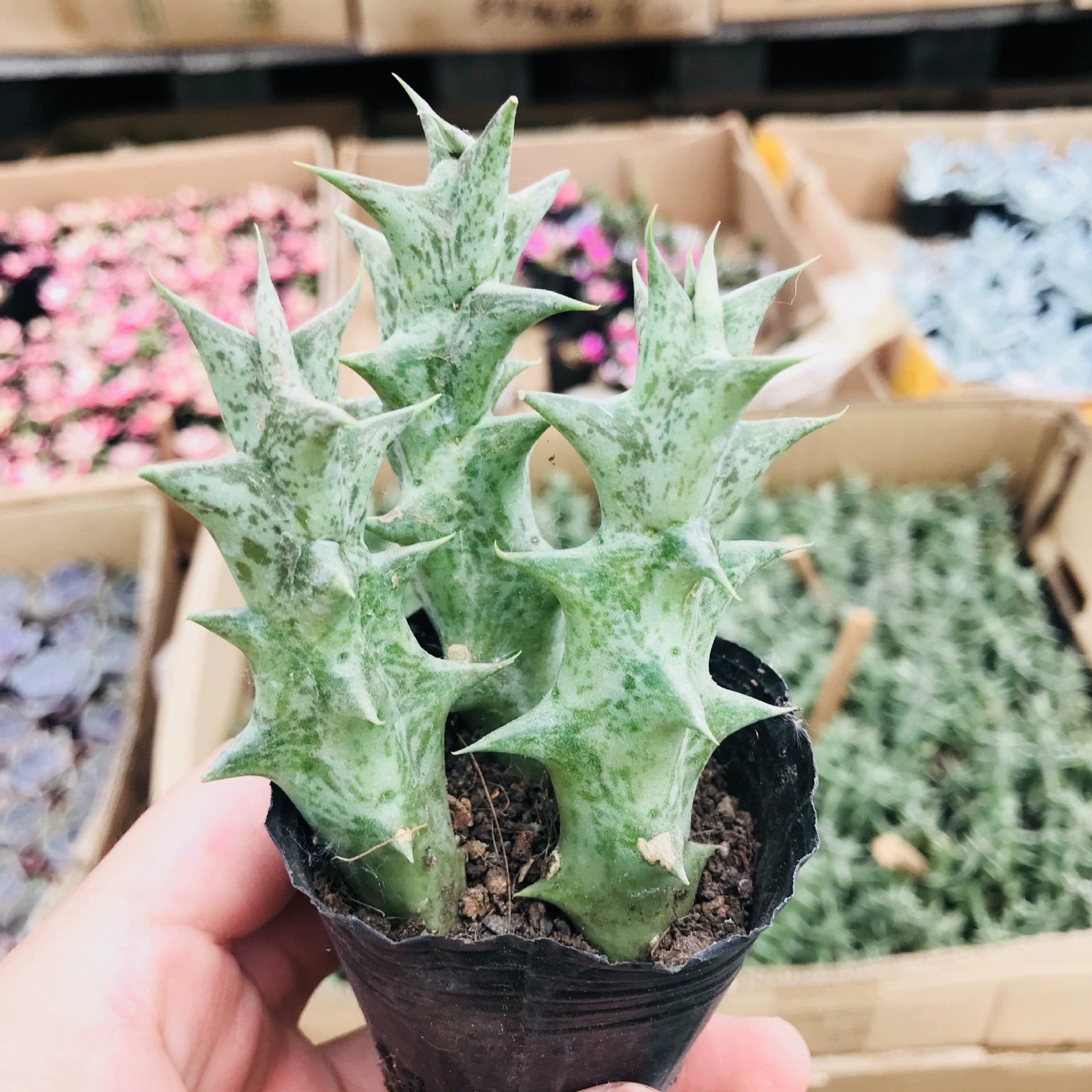 Веселый мясной киль для теплиц Кактус-это Милая комбинация мяса с мясом, чтобы сделать рабочий стол чистым воздушным килем