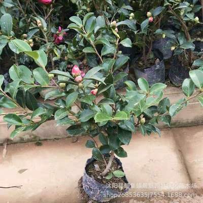 茶梅树苗茶梅花苗盆栽茶苗山茶花苗茶梅球茶花茶梅树耐寒包邮