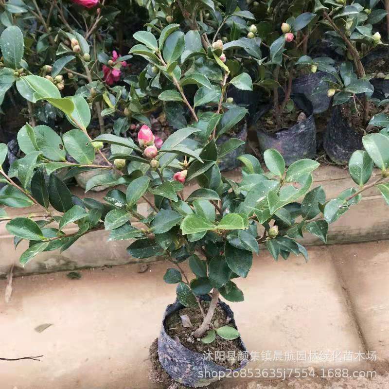 茶梅树苗茶梅花苗盆栽茶苗山茶花苗茶梅球茶花茶梅树耐寒包邮