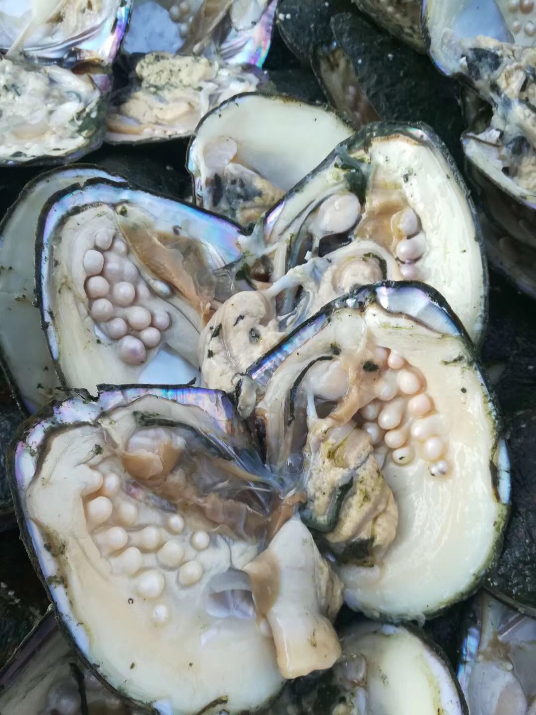 海蚌图片大全-海蚌高清图片下载-觅知网