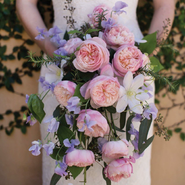 Оптовая Классическая Виноградная Роза Констанс Остин Роза Рассада Фрукты Ароматный Большой Цветок Ароматный Балкон Садовая Посадка