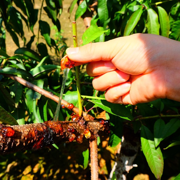 Directly sourced from the original place, first-grade refined honeycomb peach resin, can be matched with honeycomb peach resin, soap nuts, snowfawn collagen, and collagen combination.