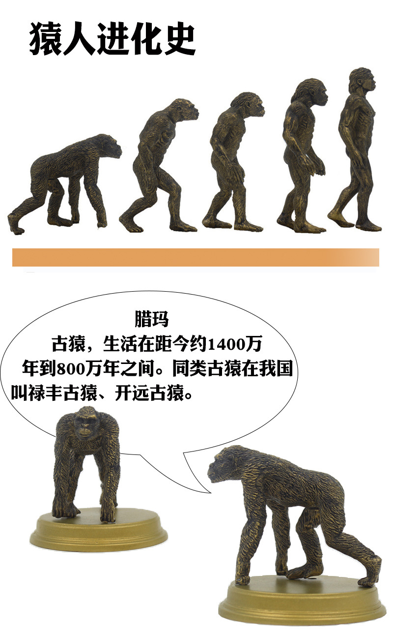 教学教具人类起源进化史原始人仿真猿人塑胶模型现货厂家直销 阿里巴巴