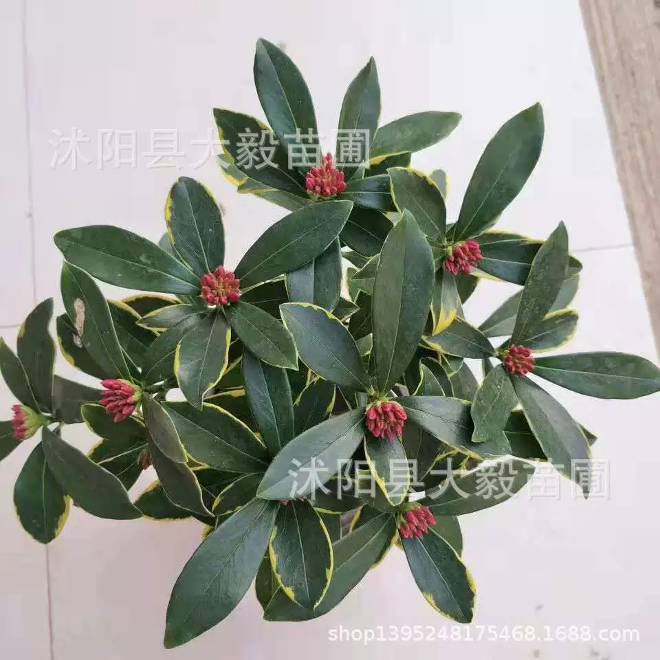 База прямых продаж Пномпень Дафна в горшках саженцы Офис Гостиная цветы очищают воздух оптовая цена