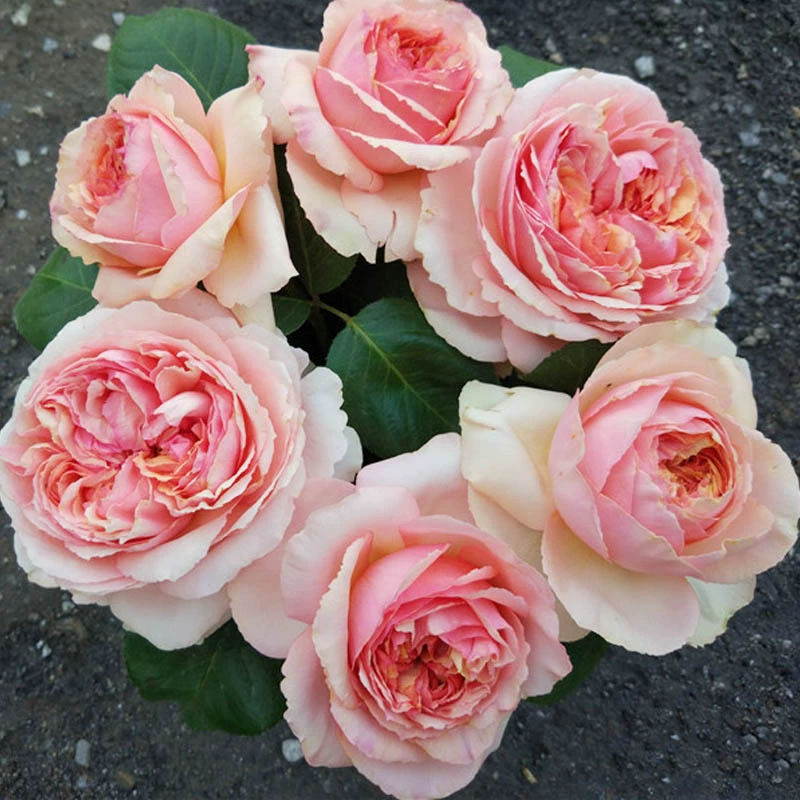 Оптовая большие цветы ароматные волнистый край розы саженцы Salmantha балконные садовые розы Four Seasons Flowers