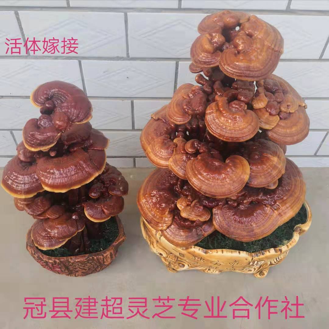 种植产地批发灵芝盆栽 活体嫁接 观赏盆景 现货供应-阿里巴巴