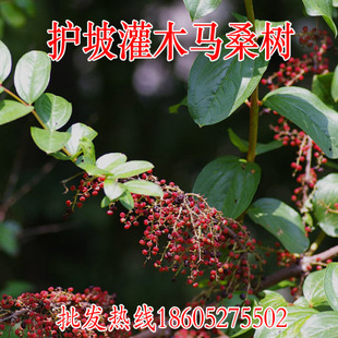 ��ɽ�G����ؚ��o�¹�ľ�R����ǧ��t��ɣˮ�Rɣ�N��ֱ������ֲ��