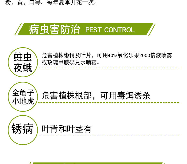 狂欢泡泡玫瑰苗_13