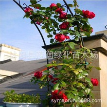 藤本月季爬藤月季龙沙宝石自由精神王妃紫袍玉带大游行藤彩虹