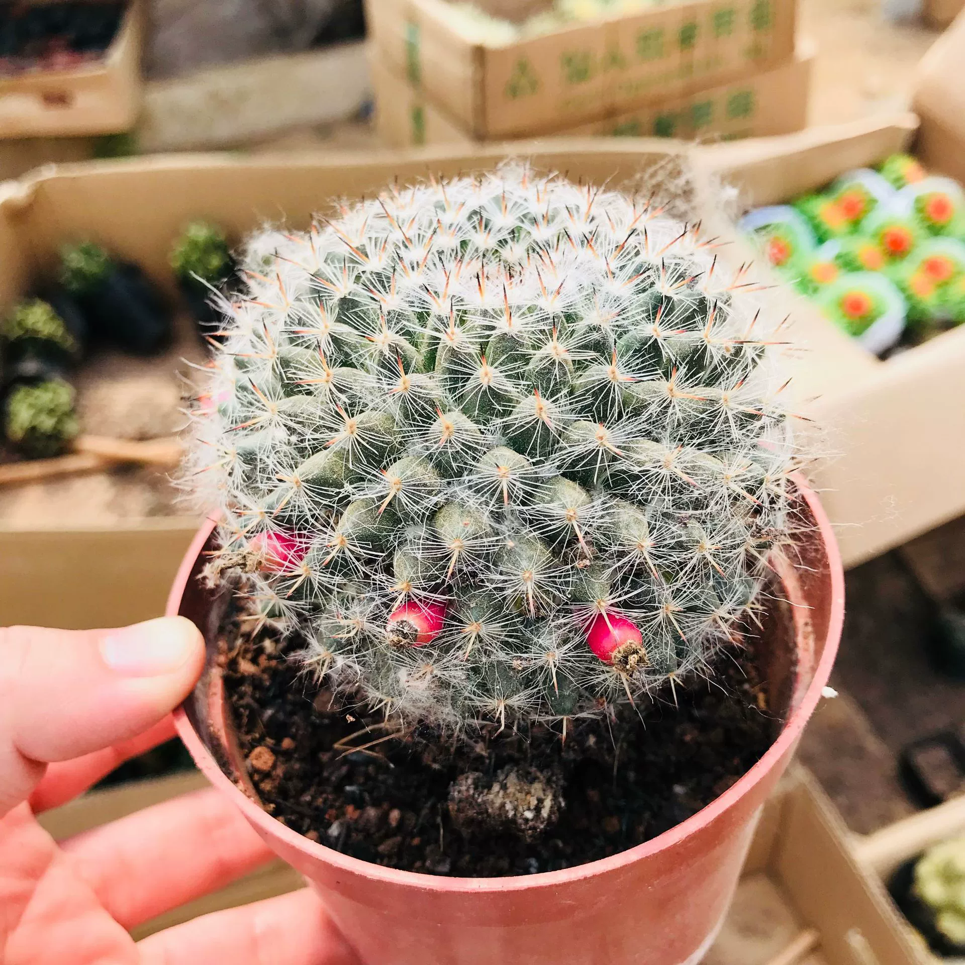 Сочные растения Цветы Горшечный кактус Нефрит Weng Кактус Крытый офис Рабочий стол Поглощает формальдегид Мясистый нефрит Weng