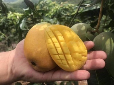 小台农芒果新鲜水果小台芒9斤广西仓发货非甜心芒贵妃芒|ru