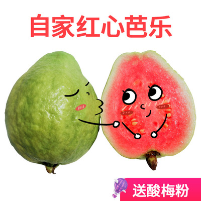 现货 台湾红心芭乐  新鲜水果 果园直发 一手货源