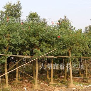 �����u�ڴ�ͩ���l 3-30���� ���ݾG����ľ�r���^��¶�س��G�е���