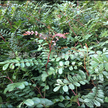 基地批发清香木树苗驱蚊草盆栽四季常绿清香型胡椒木盆景净化空气