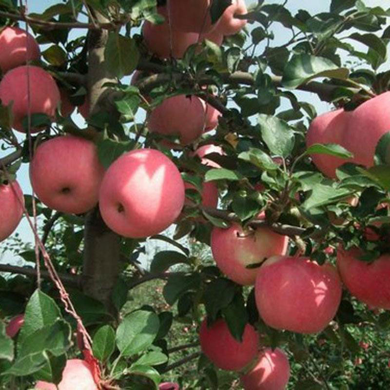 背靠大树基地现货烟富6号苹果树苗 南北方适合种植苹果树苗价格