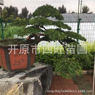 �|�����Թ��� �|���t��ɼ ���͘䳣�G��ľ�r�����