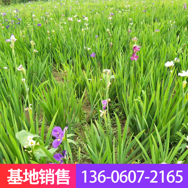 厂家批发大花水生鸢尾水生植物鸢尾湿地水生植物 阿里巴巴 厂家批发大花水生鸢尾水生植物鸢尾湿地水生植物 阿里巴巴