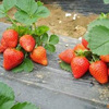 Yuexiu strawberry seedling Price Benefits Space 2008 Wholesale Strawberry