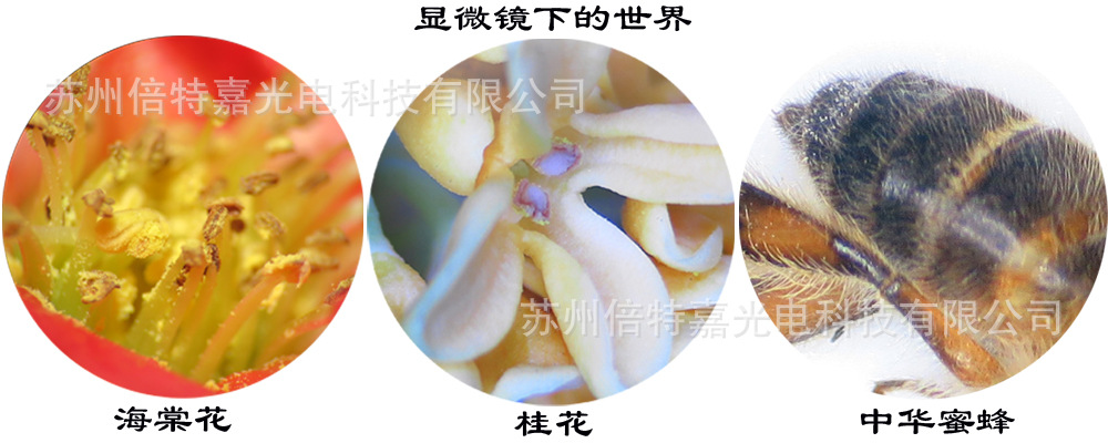 显微镜下效果图01.jpg