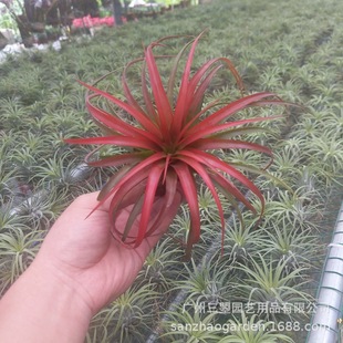 Воздушный ананас Becocley T.brachycaulos зеленый и красный