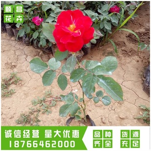 ����ă��¼��� �ļ��_����ɫϵ�¼��� ���ݻ������l��ľ�¼���