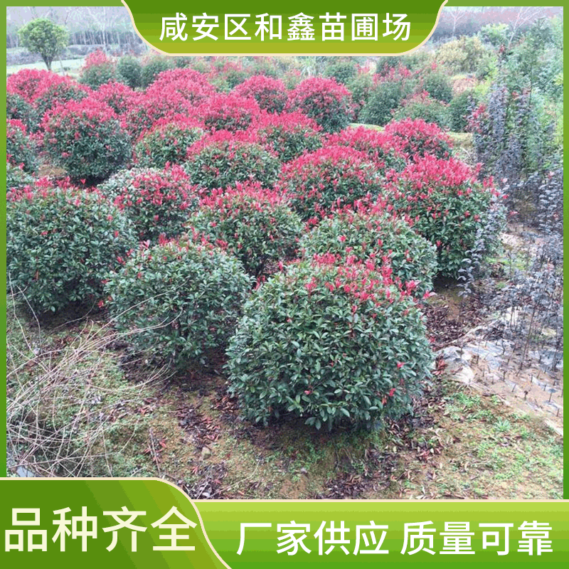 供应红叶石楠球 红叶石楠球形 红叶石楠苗木100-300厘米 欢迎咨询|ms