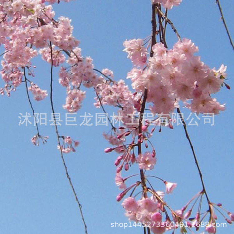 基地直销垂枝樱 美国垂枝红樱树苗 绿化苗木垂枝樱小苗 量大优惠-阿里巴巴