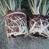 Base direct batch of green pots planting flowers, home, green plants, small potted plants, three small fairy, purify air