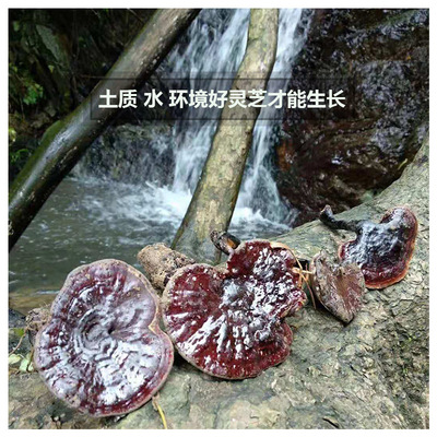 农家自摘破壁孢子粉整枝紫灵芝1斤 养身中药材老年人产品一件代发|ru