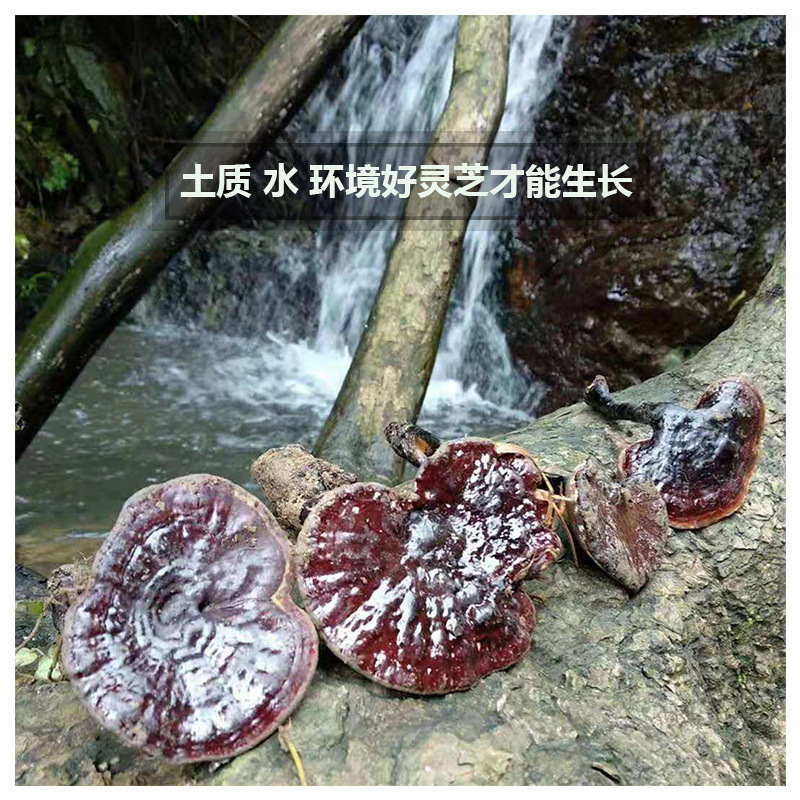 农家自摘破壁孢子粉整枝紫灵芝1斤 养身中药材老年人产品一件代发|ru