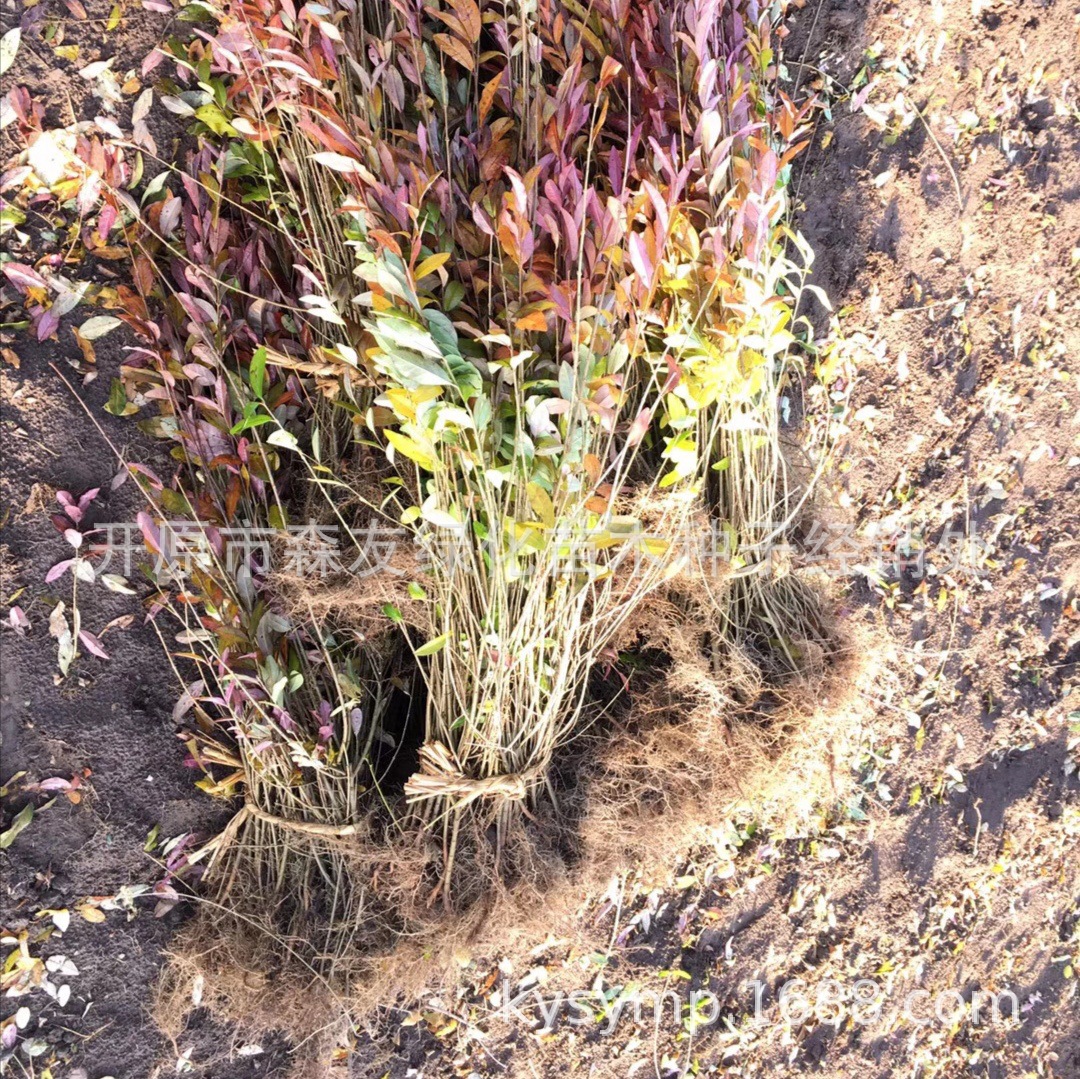 ˮ��������