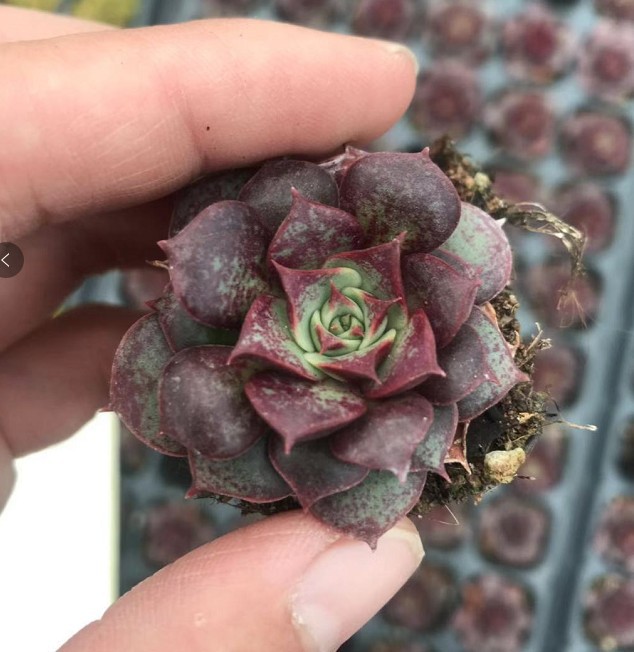 罗西玛穴盘苗约2cm 实拍多肉植物基地直销量大从优 种苗花卉网