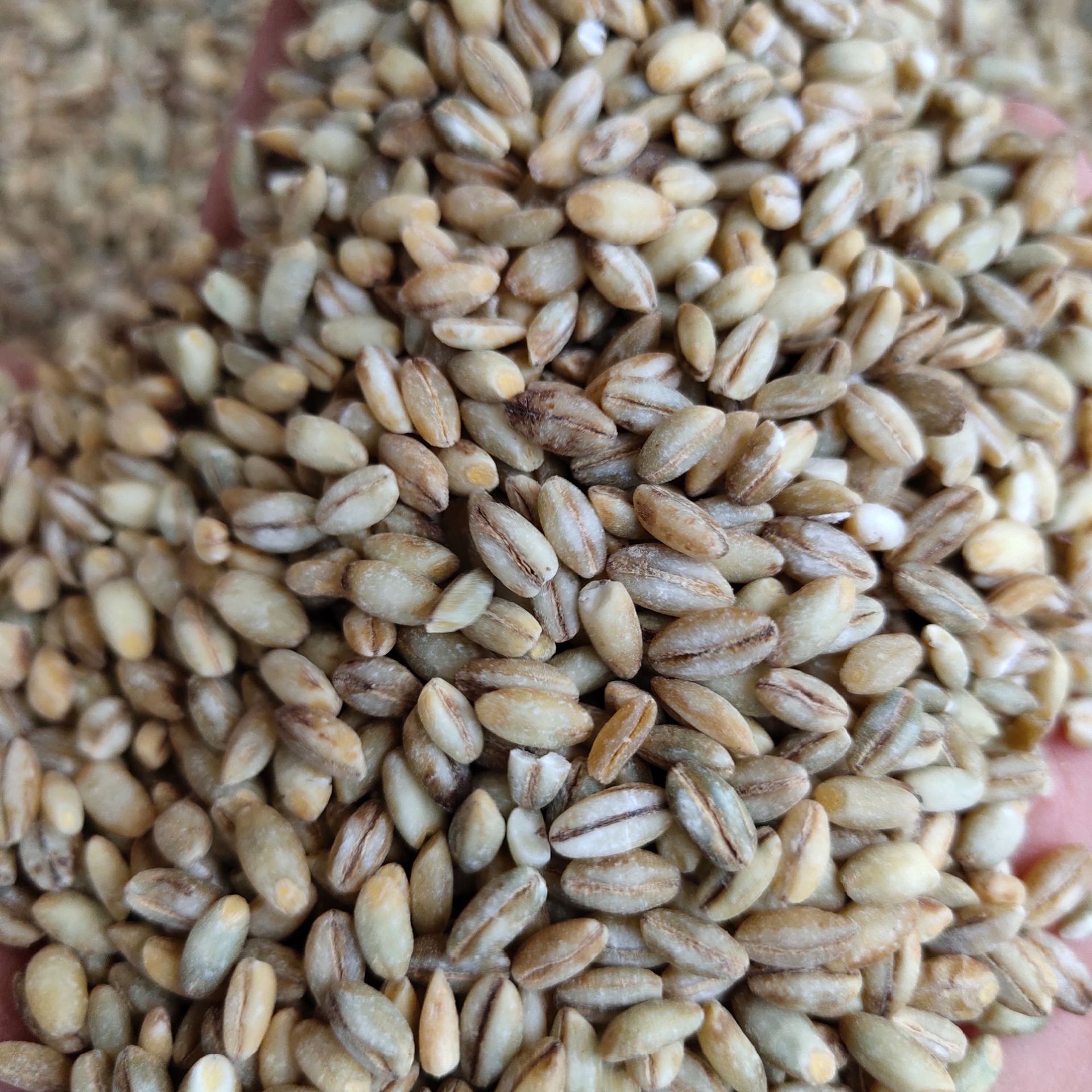 青海青稞米蓝仁青稞麦青稞面青稞酒做酒原料新米25kg五谷精选-阿里巴巴