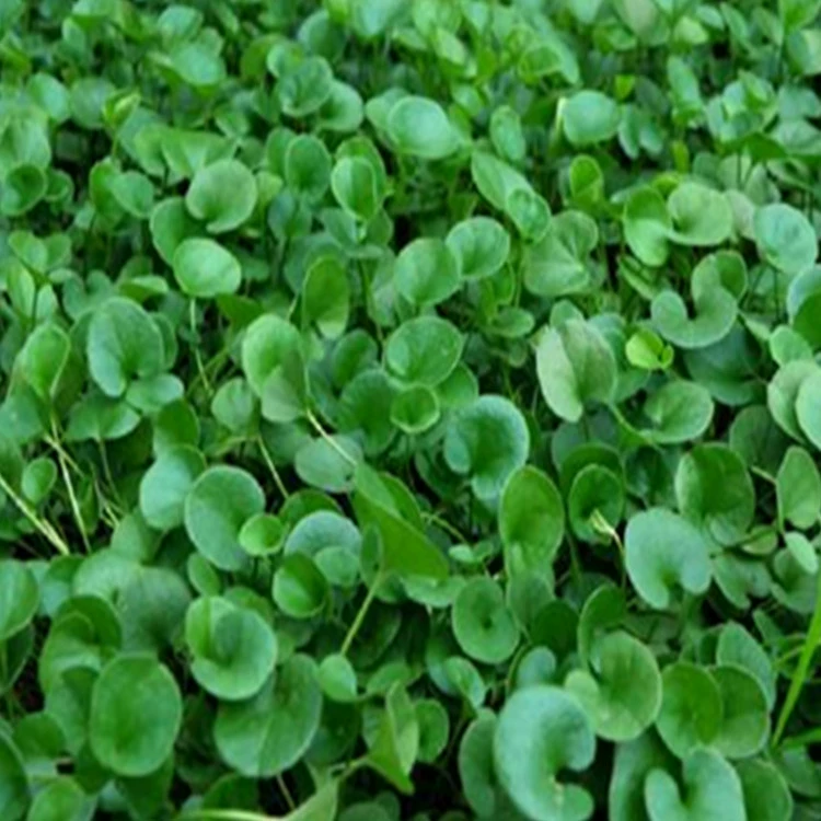 Оптом семена газона Подкова Золотые семена деньги трава декоративная высокое озеленение защита склона сорта Большие выгодно