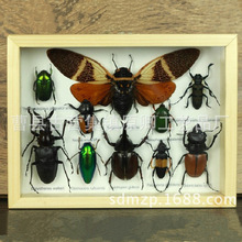 实木昆虫标本盒 蝴蝶标本盒 标本盒 昆虫标本展示木盒
