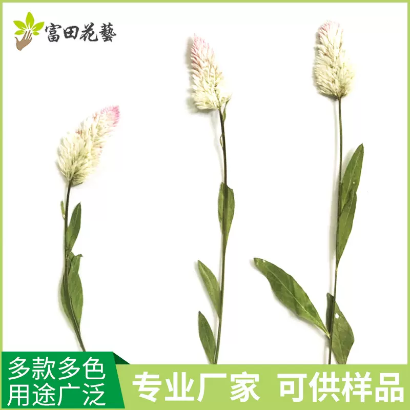 来图来样定制天然植物标本干花材料 手工贴画鸡冠花标本押花加工