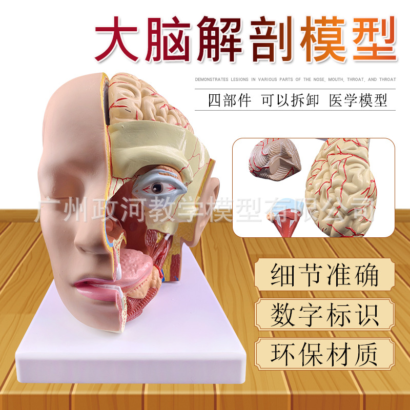 头部解剖附脑动脉模型 自然大 4部件 头中部切面模型头脑解剖模型-阿里巴巴