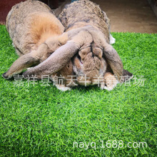 寧夏公羊兔養殖場 公羊兔兔苗價格 巨型種兔肉兔包郵包活包回收