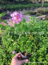 马缨丹花价格 最新马缨丹花价格 批发报价 价格大全 阿里巴巴