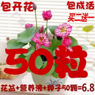 Four seasons Hydroponic plants Bowl of lotus seeds Opening 50 Lotus Lotus Potted plant Aquatic Mini desktop Flower