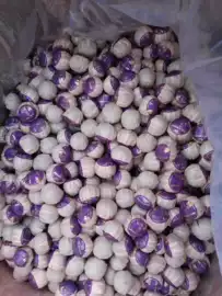 普洱茶;红茶;白茶