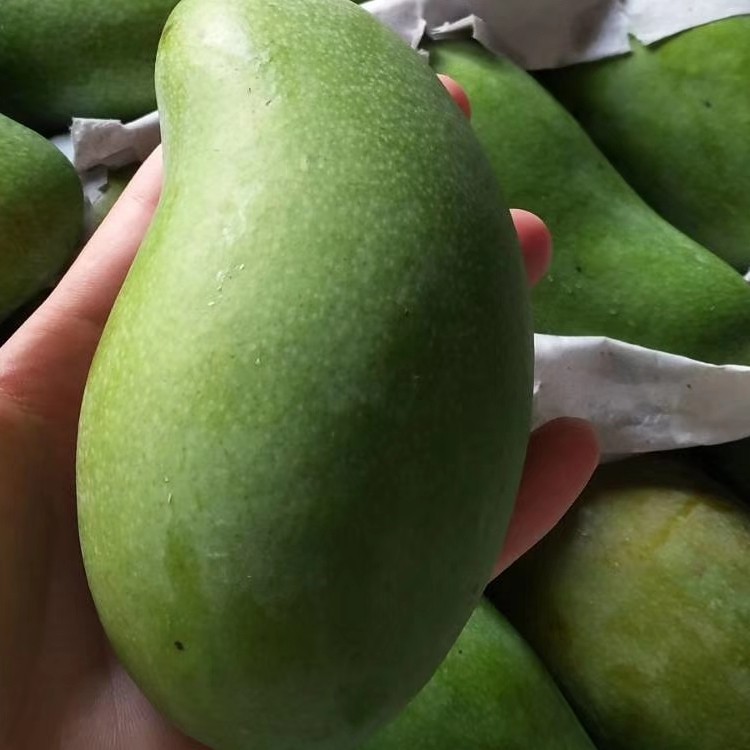 wholesale Vietnam jade awn Incense Sweet Juice Abundant water 8 pounds 32.9 element wechat Business Electricity supplier A generation of fat